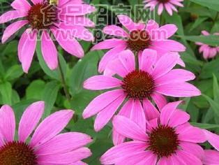 紫锥菊提取物