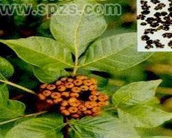 吴茱萸次碱98%