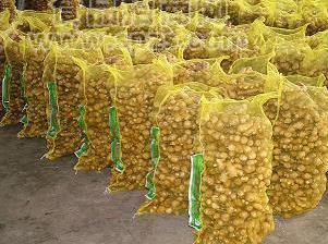 供应出口级保鲜大姜、保鲜姜、半风干姜