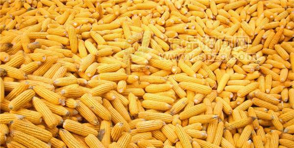 玉米 大豆  高粱