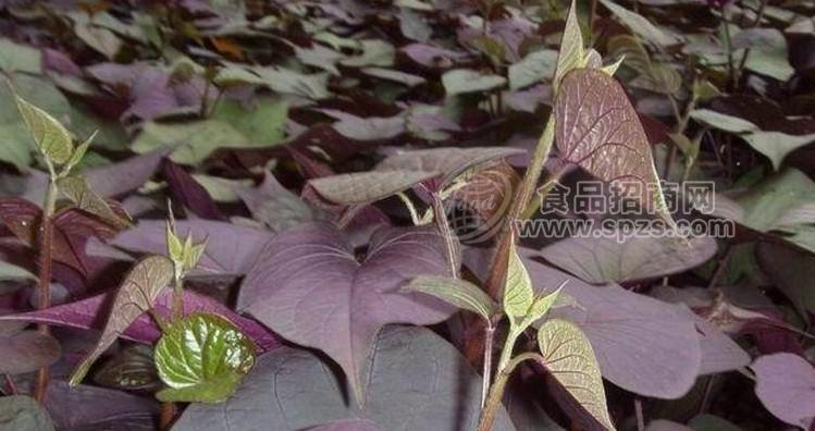 優(yōu)質(zhì)紫薯苗脫毒高產(chǎn)紫薯苗種子批發(fā)