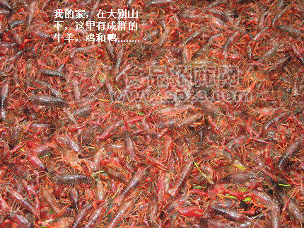 湖北黄冈蕲春小龙虾大别山特产