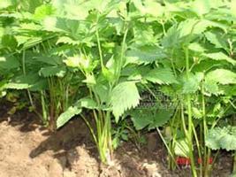 有機(jī)農(nóng)產(chǎn)品，大葉芹，刺五加，刺果棒,蕨菜，廣東菜，柳葉蒿，猴腿，長白山野菜