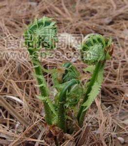 广东菜