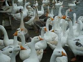 大鹅