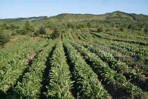 长白山蒲公英茶
