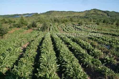 长白山蒲公英茶