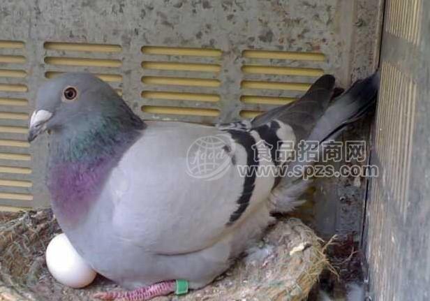 优质鸽子种蛋