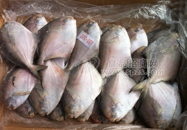直销原装厄瓜多尔冷冻鲳鱼 印度鲳鱼 印度白鲳鱼