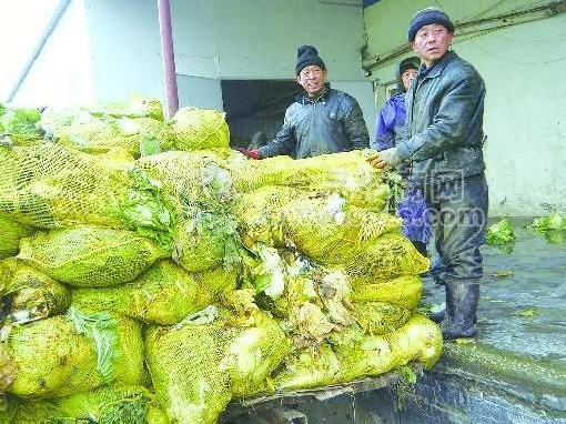 冷库大白菜冷库