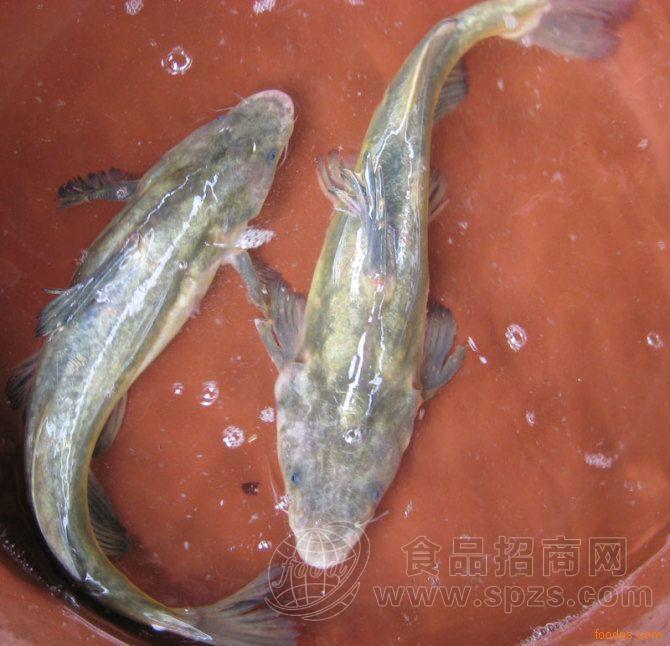 薄利直销供应雅鱼