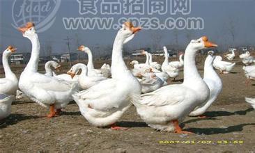 亳州四季鹅苗价格