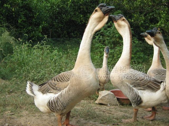 獅頭鵝苗 獅頭鵝苗價(jià)格 獅頭鵝苗報(bào)價(jià)