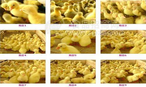 供应鹅苗|鹅苗价格|江苏鹅苗价格|黑龙江鹅苗价格