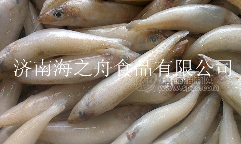 單凍批發(fā)海之舟沙丁魚