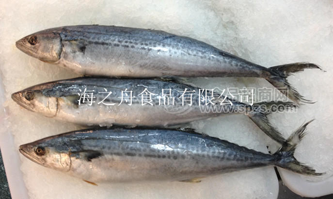 新鮮船凍批發(fā)鲅魚