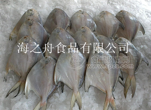 批發(fā) 冷凍批發(fā) 銀鯧魚 新鮮