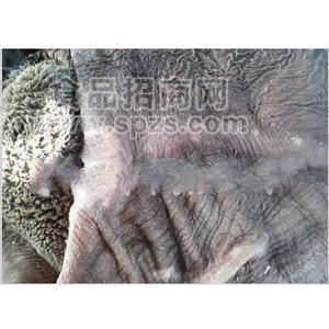 供应冷冻牛肚