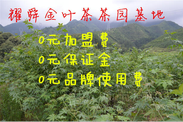 肾病分期 耀舜金叶茶代理怎么样招商
