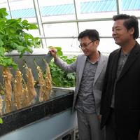 农科院高产脱毒一级品种早熟土豆种子