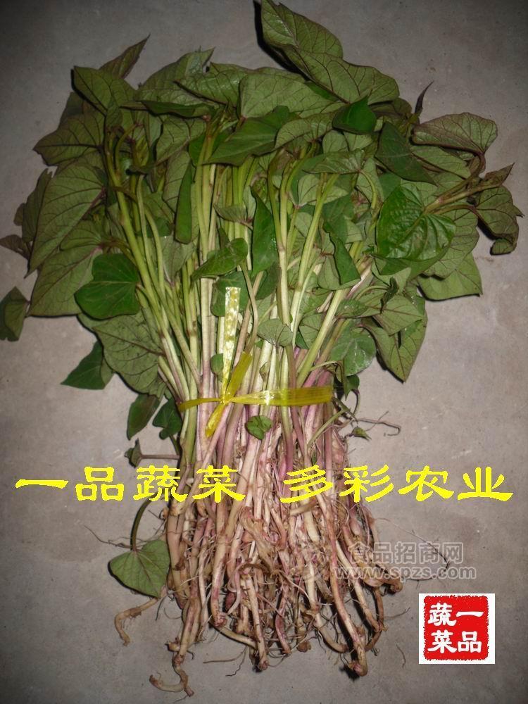 紅薯苗紫薯苗價(jià)格 農(nóng)科院紅薯種紅薯苗