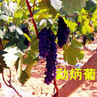自然早熟葡萄、黑提、红提、红心火龙果、金丝蜜枣、核桃