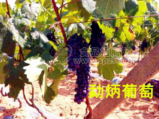 自然早熟葡萄、黑提、红提、红心火龙果、金丝蜜枣、核桃