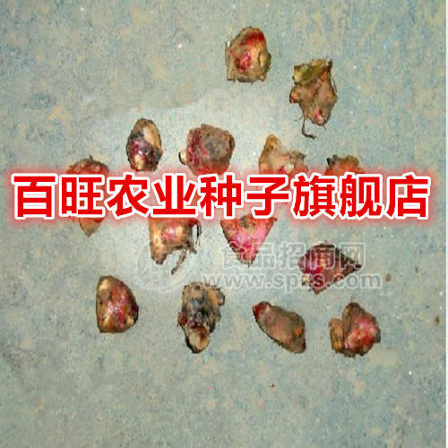 雪莲果种苗