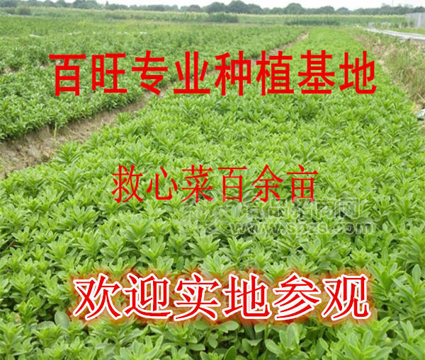 救心菜種苗