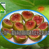 速冻冰鲜无花果 威海港西镇朝阳港青皮无花果 威海青皮无花果