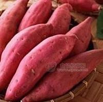 山東紅薯價(jià)格，紅薯產(chǎn)地，紅薯批發(fā)