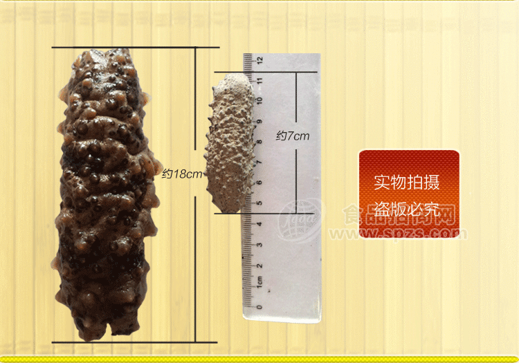 進(jìn)口海參 南美參一手貨源