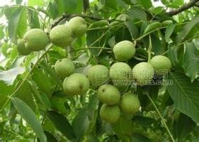 供应青皮核桃/香菱核桃/价格批发