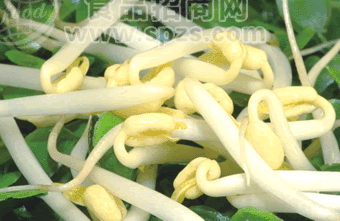 绿豆尖
