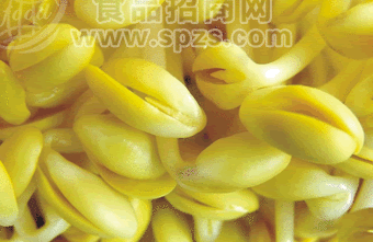 小金黄豆芽