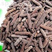 香辛大料   毕拨