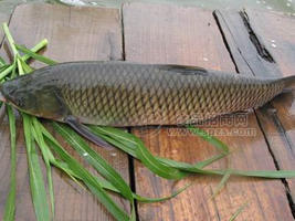 江西生態(tài)草魚淡水魚