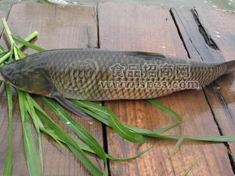 江西生態(tài)草魚淡水魚