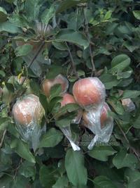 蘋果 紅富士蘋果 山東蘋果批發(fā)基地