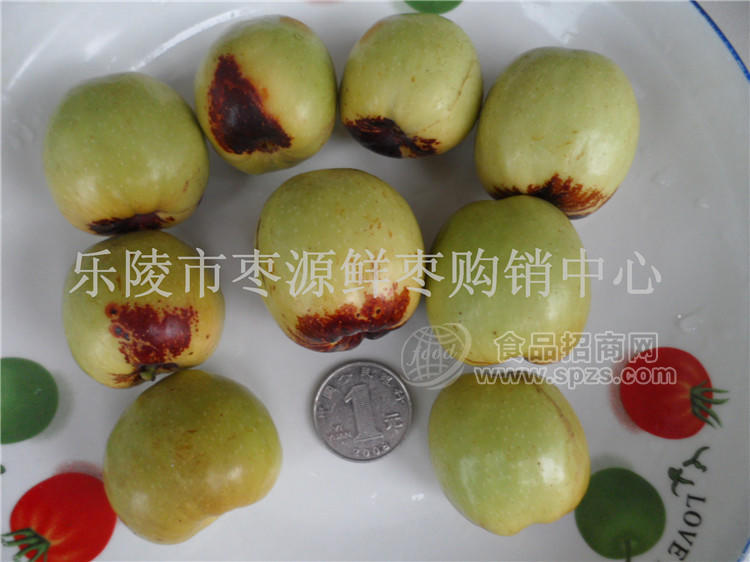果园现摘乐陵鲜枣供应商