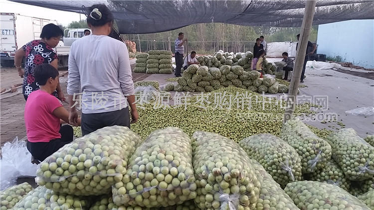 优质现摘山东冬枣代办
