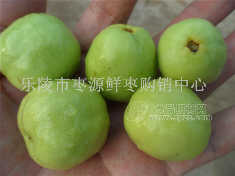 专业供应鲜脆枣