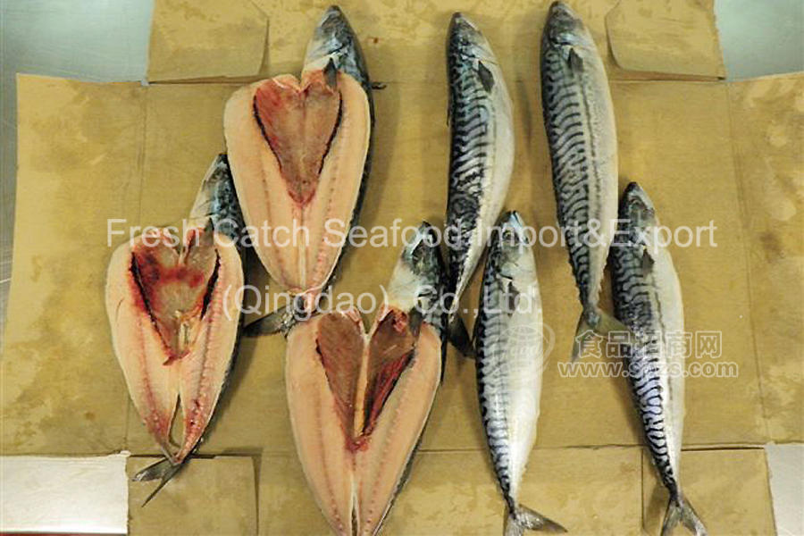 鯖魚(yú)進(jìn)口挪威鮐魚(yú)