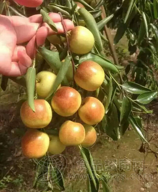 山东鲜冬枣