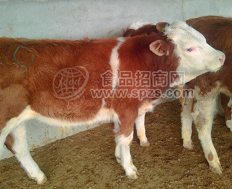 肉类:牛肉