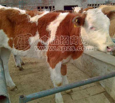 西门塔尔肉牛价格