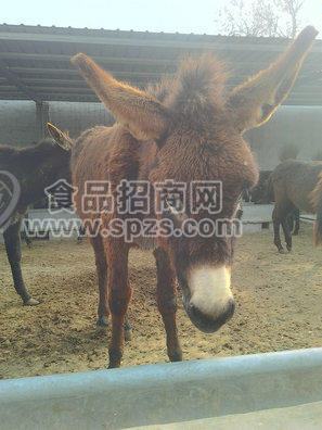 小驴驹价格