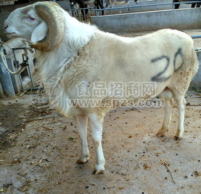 肉类:羊肉