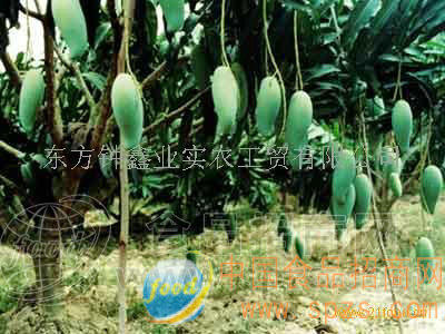 供应芒果