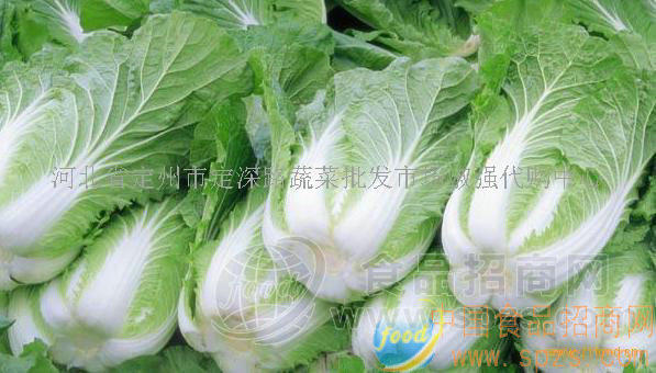 供应大白菜